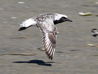 Black-bellied Plover