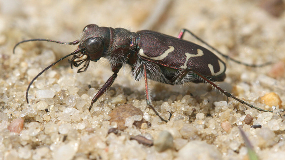 Oblique-lined Tiger Beetle