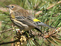 Yellow-rumped Warbler