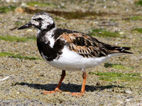 Ruddy Turnstone