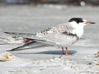 Common Tern