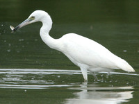 Little Blue Heron