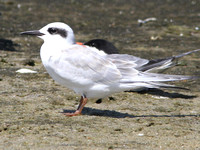 Forster's Tern