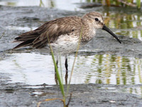 Dunlin