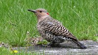 Northern Flicker