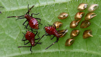 Leaf-footed Bug Nymphs