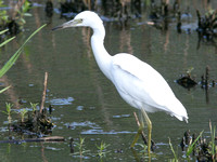 Little Blue Heron