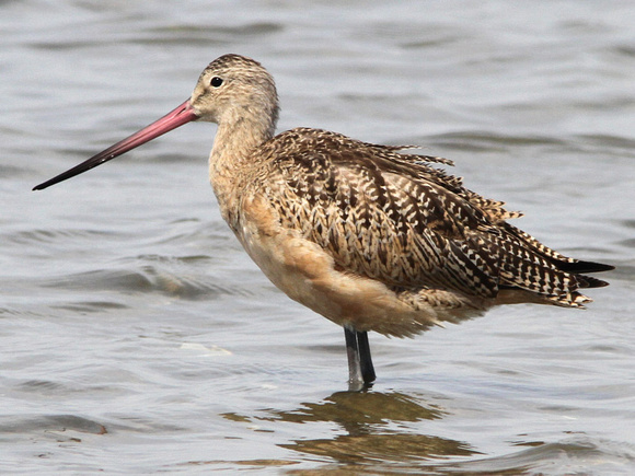 Marbled Godwit