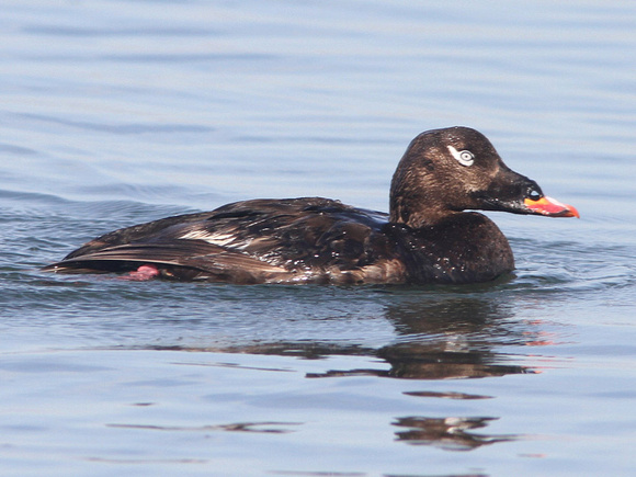 White-winged Scoter