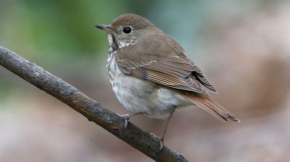 Hermit Thrush