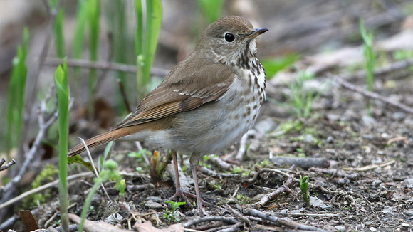 Hermit Thrush