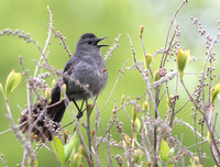 Catbird