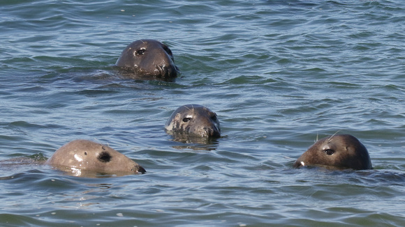 Gray Seals