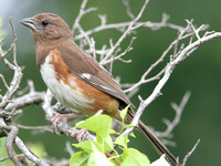 Towhee