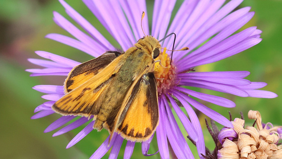 Fiery Skipper