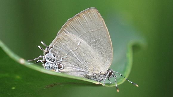 Hairstreak