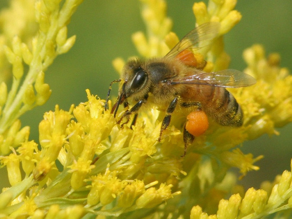 Honeybee on Goldenrod