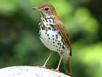 Wood Thrush