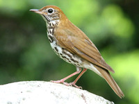 Wood Thrush